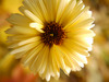 calendula flower