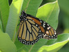 monarch butterfly