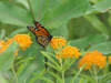 monarch butterfly on Asclepias tuberosa (butterfly weed)