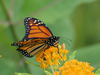 monarch butterfly