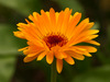 calendula flower