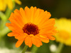 calendula flower