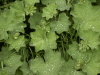 ladies mantle