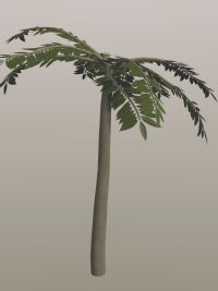 palm tree